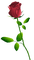 Tube Rose - PNG gratuit GIF animé