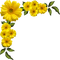 Flowers yellow bp