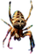 araignée - 免费PNG 动画 GIF