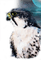 aigle.Cheyenne63 - безплатен png анимиран GIF