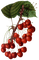fruit cherries bp - zdarma png animovaný GIF