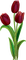 tulipan - zadarmo png animovaný GIF