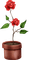 Kaz Creations Flowers Flower - PNG gratuit GIF animé