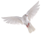 paloma - Free PNG Animated GIF