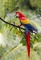 parrot-  Nitsa Papacon - png ฟรี GIF แบบเคลื่อนไหว