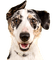 dog bp - gratis png animeret GIF