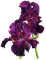 violet iris Bb2 - bezmaksas png animēts GIF