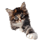 gatto - Gratis geanimeerde GIF geanimeerde GIF
