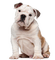perro by EstrellaCristal - 免费PNG 动画 GIF