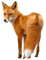 Fuchs renard fox