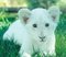 lionceau blanc - nemokama png animuotas GIF