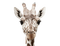 girafe1 - GIF animado grátis