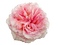 Rose - zadarmo png animovaný GIF