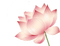 lotus Bb2 - nemokama png animuotas GIF