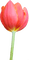 Kaz_Creations Deco Flowers Tulips Flower - 免费PNG 动画 GIF