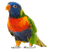 Kaz_Creations Parrot Bird - 無料png アニメーションGIF
