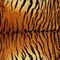 fond animal print bp - Free PNG Animated GIF