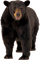 Kaz_Creations Bear - besplatni png animirani GIF