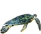 sea turtle, sunshine3 - Free PNG Animated GIF