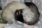 ferrets hugging - Δωρεάν κινούμενο GIF