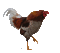 chicken bp - Ingyenes animált GIF animált GIF
