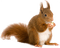 Kaz_Creations Squirrel - zdarma png animovaný GIF