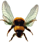 Kaz_Creations Bees Bee - png gratis GIF animado