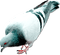 soave deco bird dove pigeon black white pink - png gratuito GIF animata