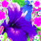 Ve / BG /.anim..glow.floral.purplle.idca - GIF animé gratuit GIF animé