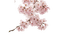 Cherry Blossom - zadarmo png animovaný GIF