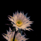 цветы - Free animated GIF Animated GIF