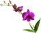 flores*kn* - ilmainen png animoitu GIF