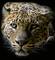 leopard bp - Δωρεάν κινούμενο GIF κινούμενο GIF