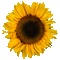 TOURNESOL sunflower gif - GIF animé gratuit GIF animé