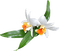 flori 10 - ücretsiz png animasyonlu GIF