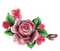 flower-rose-pink