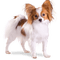 soave dog white brown - PNG gratuit GIF animé