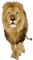 lejon-lion-animal-minou52 - Free PNG Animated GIF
