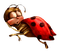 ladybug coccinelle