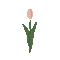 Plants.Tulipe.Tulip.Fleur.Deco.Easter.Victoriabea - GIF animé gratuit GIF animé