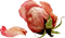 minou-flower-Peach Rose - zadarmo png animovaný GIF