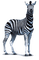 zebra bp - фрее пнг анимирани ГИФ