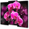 orchidee milla1959 - GIF เคลื่อนไหวฟรี GIF แบบเคลื่อนไหว