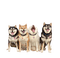Chiens - Free PNG Animated GIF