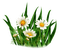 daisies Bb2 - kostenlos png Animiertes GIF