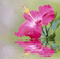 FLOWER - Animovaný GIF zadarmo animovaný GIF