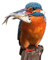 Rena Eisvogel Vogel Bird - ingyenes png animált GIF