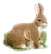påsk-hare-kanin - gratis png geanimeerde GIF