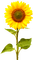 Sunflower.Brown.Yellow - бесплатно png анимированный гифка