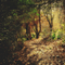 Y.A.M._Landscape forest background - besplatni png animirani GIF